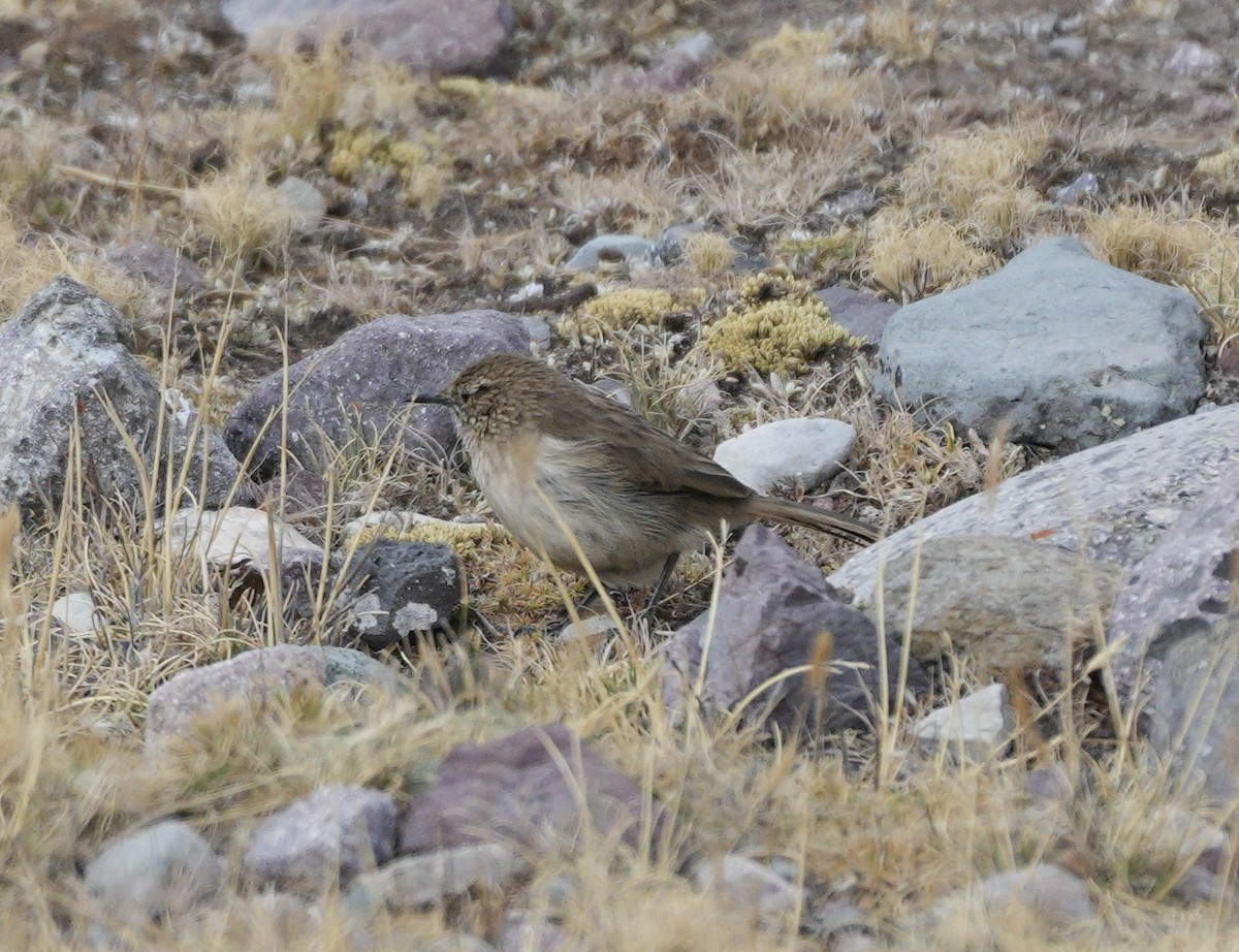 Streak-throated Canastero - ML622610883