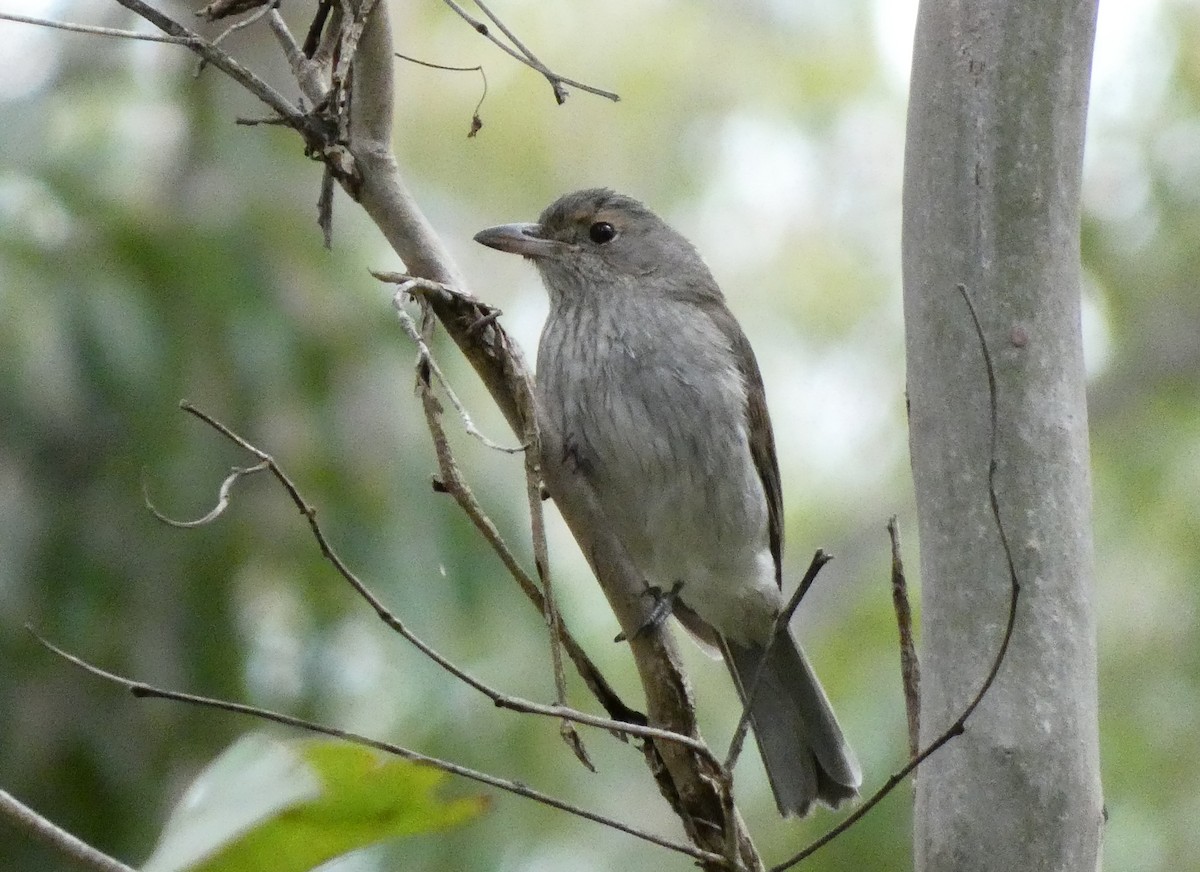Gray Shrikethrush - ML622610910
