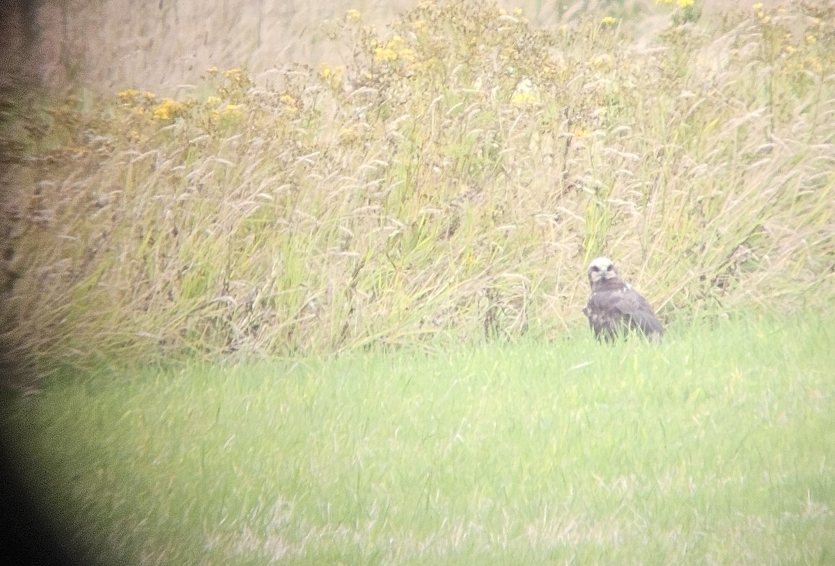 Western Marsh Harrier - Neil Middleton