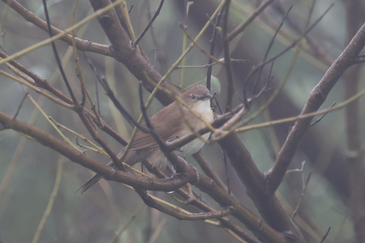 Broad-tailed Grassbird - ML622611080