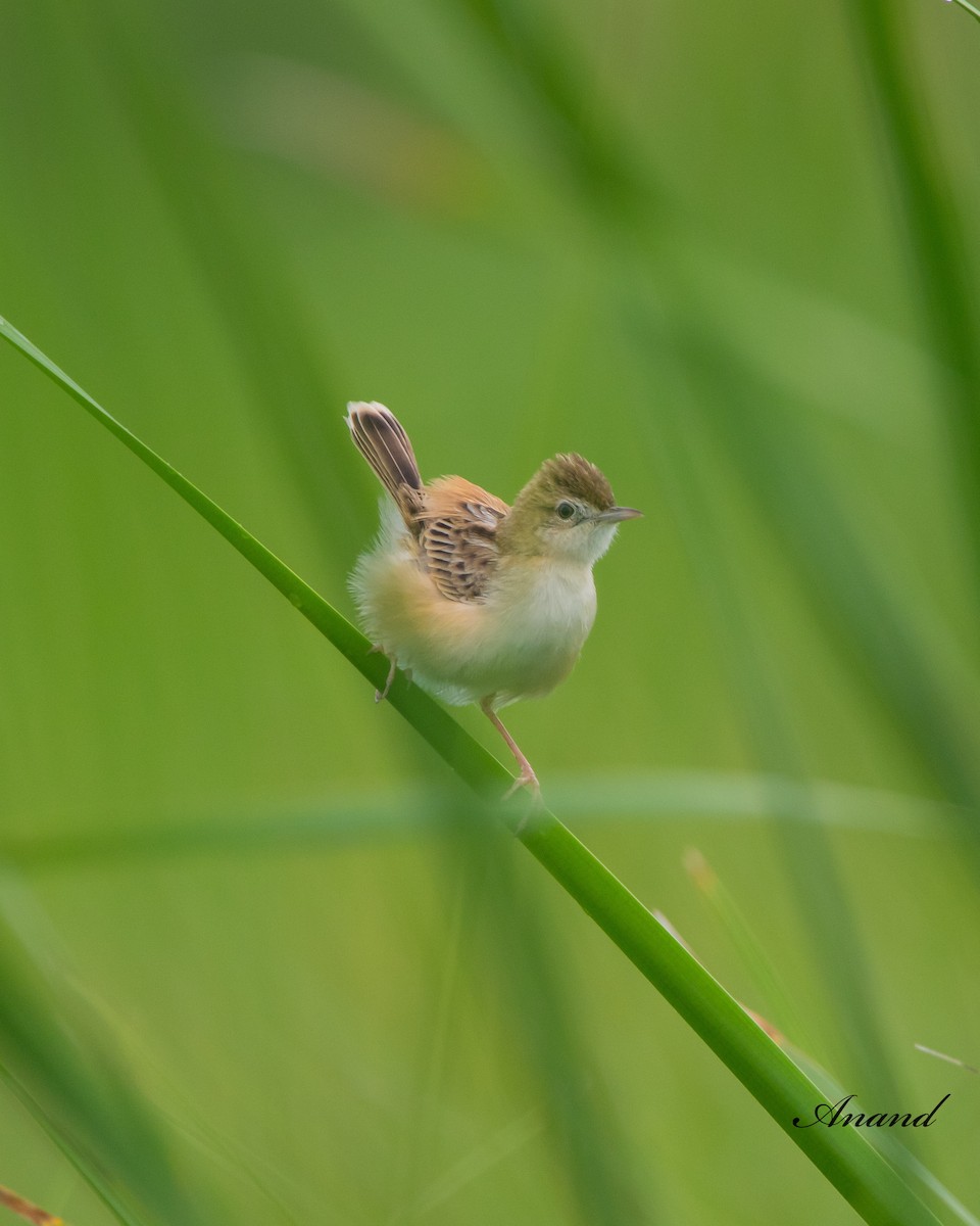 Zitting Cisticola - ML622611116