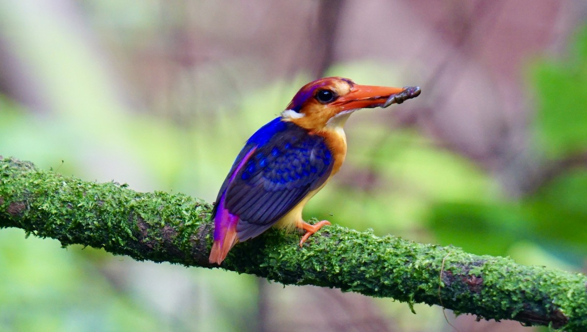 Black-backed Dwarf-Kingfisher - ML622611188