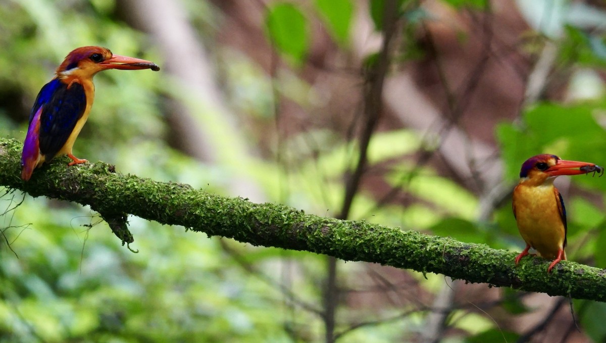 Black-backed Dwarf-Kingfisher - ML622611191