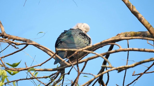 Green Imperial-Pigeon - ML622611238