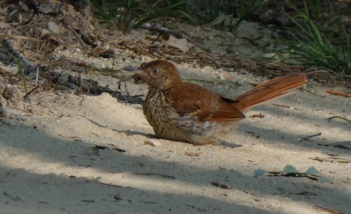 Brown Thrasher - ML622611243