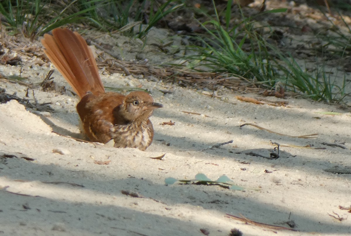 Brown Thrasher - ML622611244