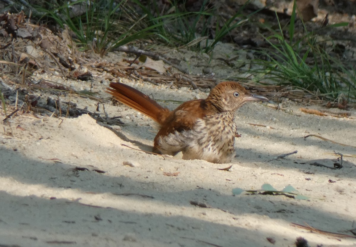 Brown Thrasher - ML622611245