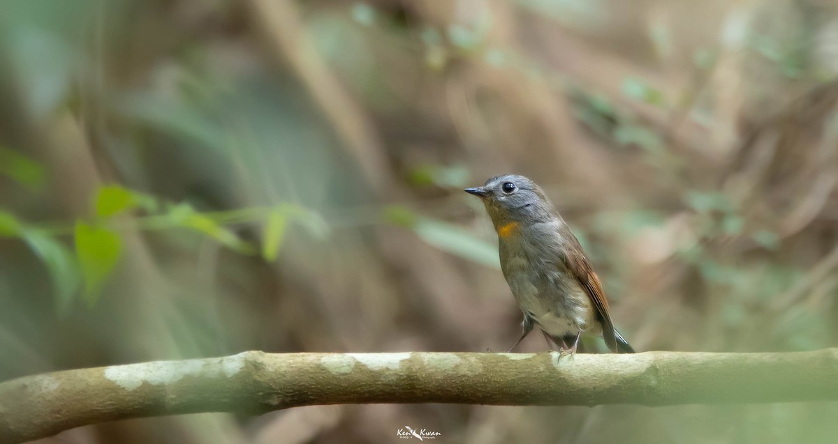 Rufous-gorgeted Flycatcher - ML622611278