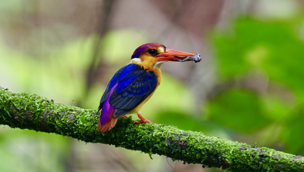 Black-backed Dwarf-Kingfisher - ML622611307