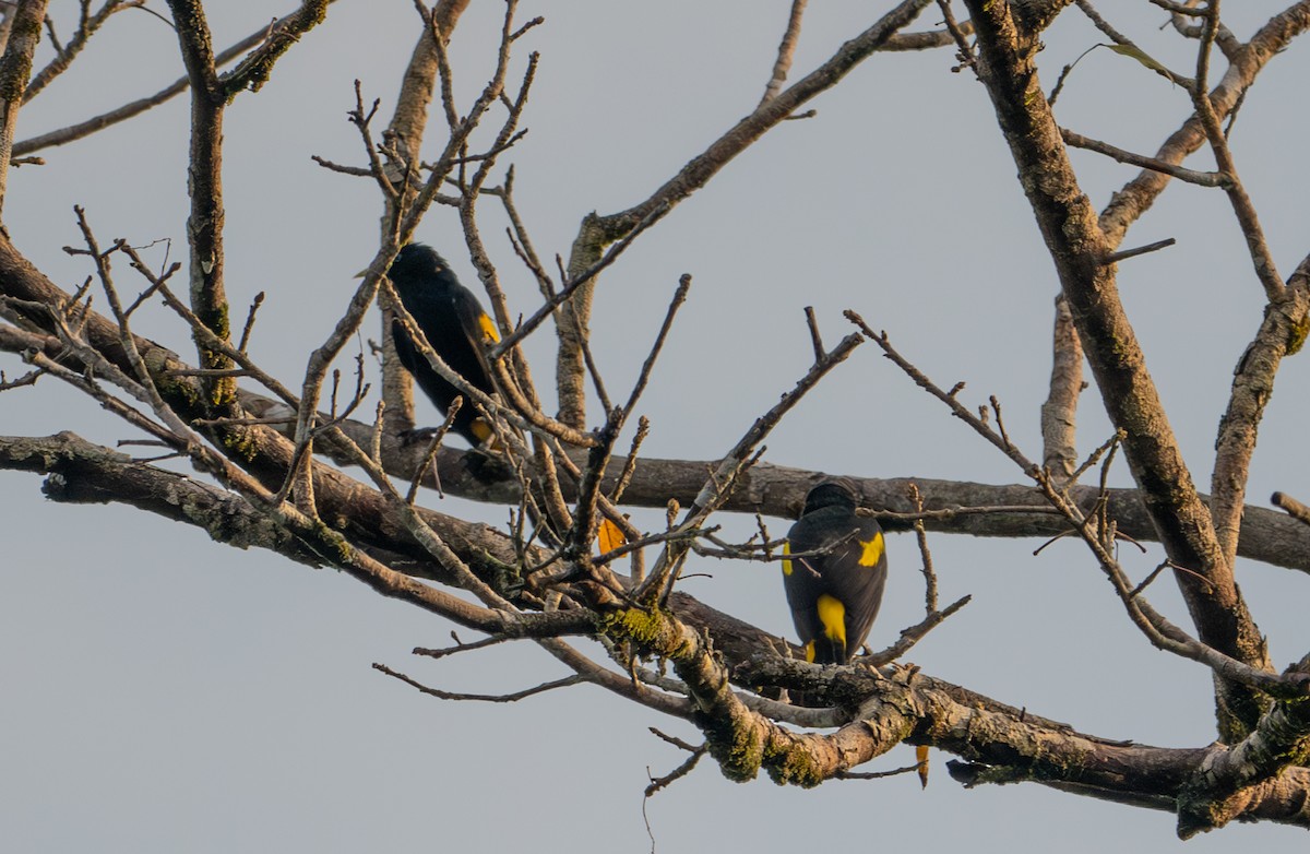 Yellow-rumped Cacique (Amazonian) - ML622611318