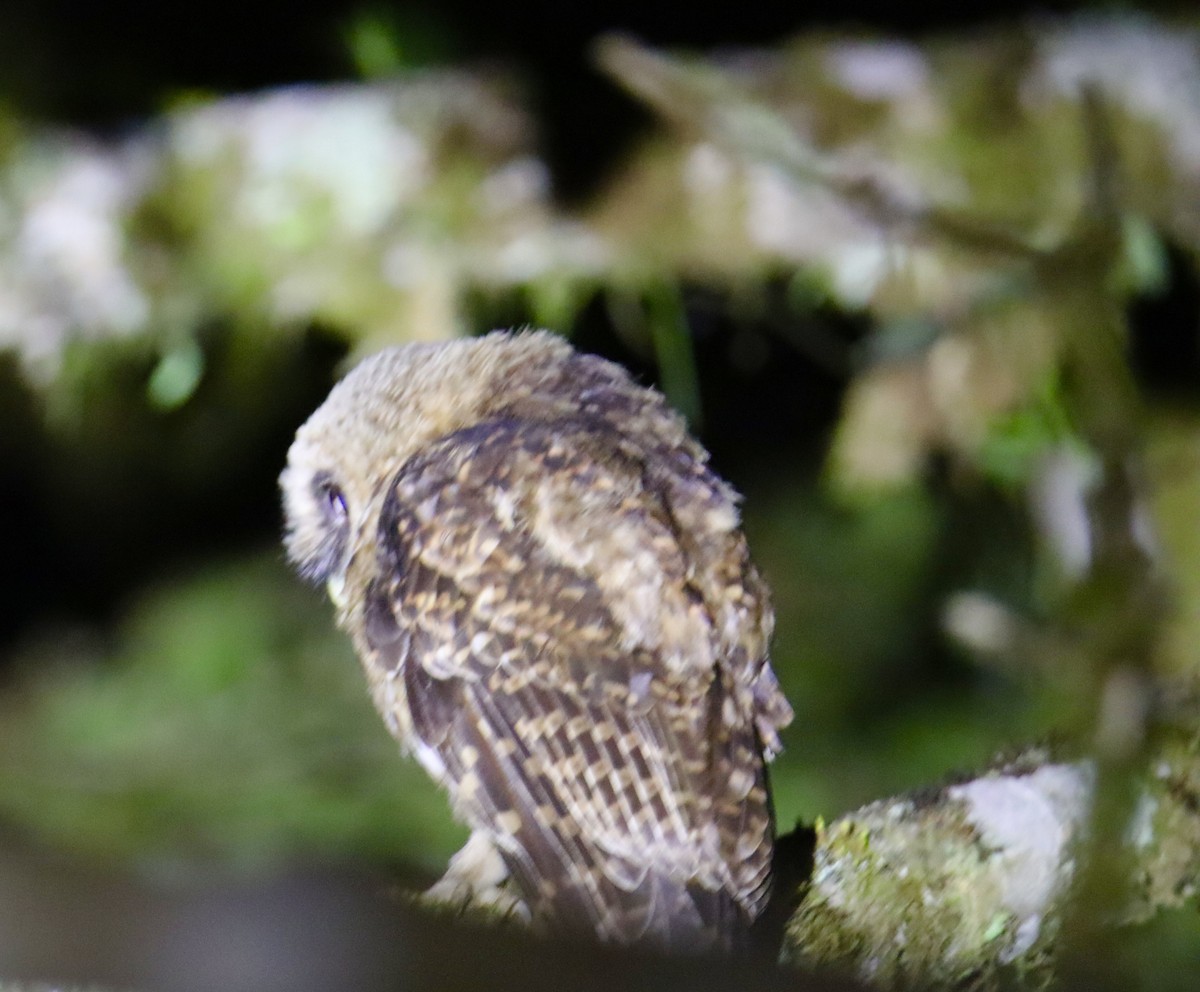 Rufous-banded Owl - Russell Hillsley