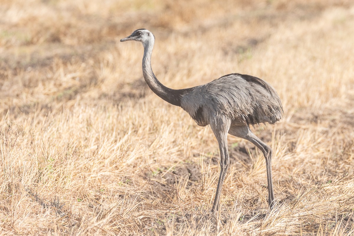 Greater Rhea - ML622611542