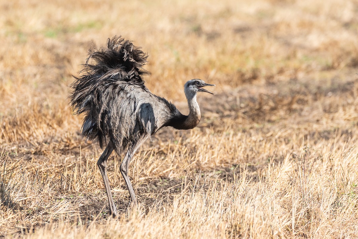 Greater Rhea - ML622611543