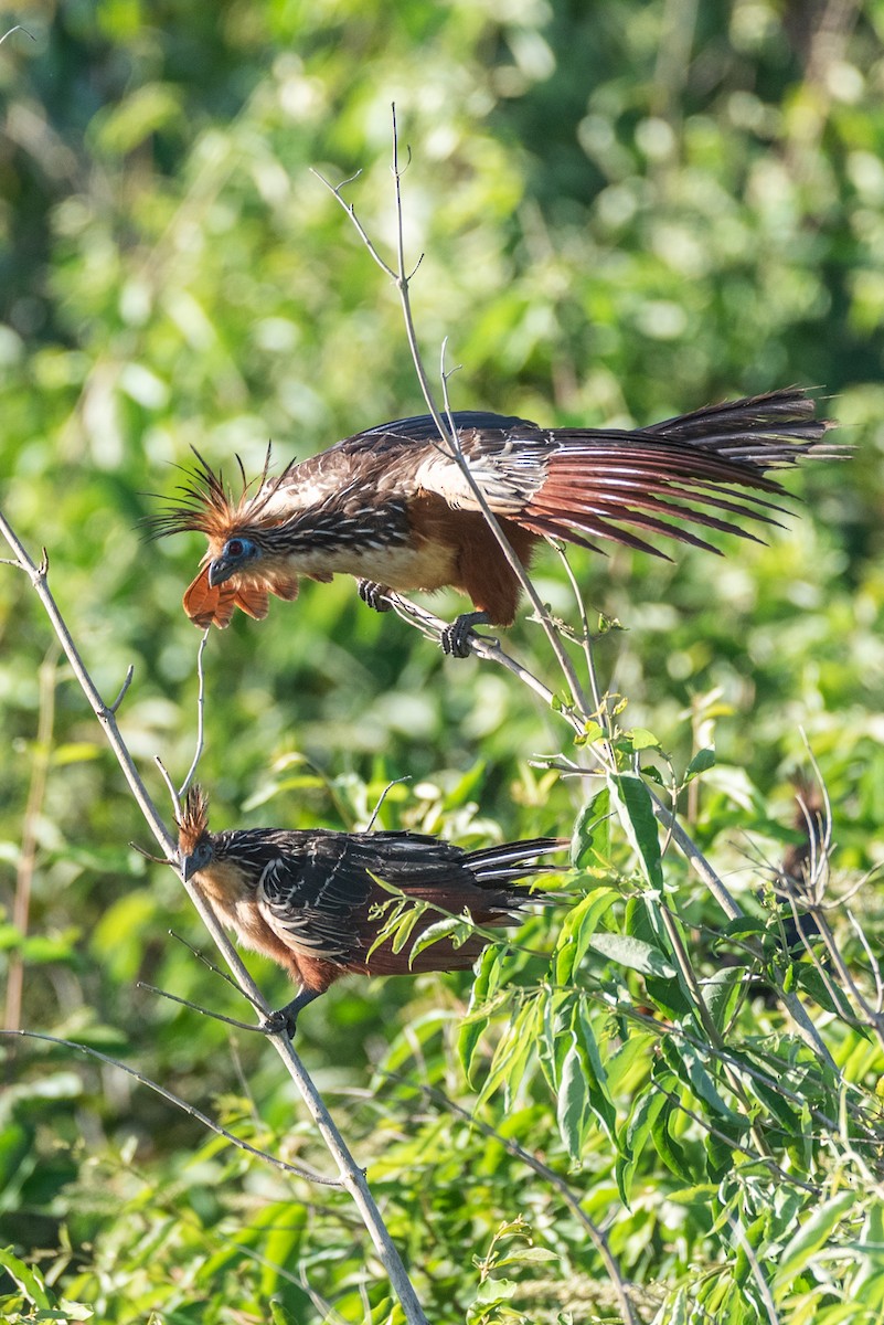 Hoatzin - ML622611640