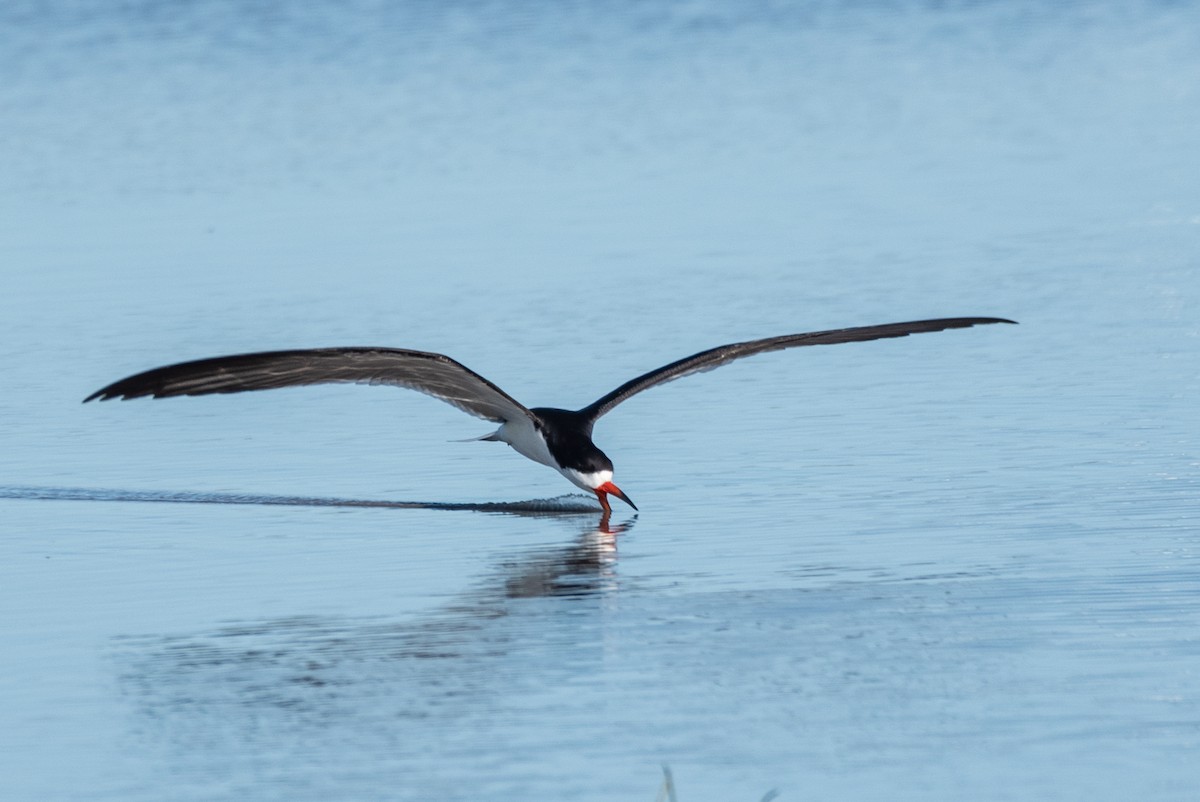 Black Skimmer - ML622611652