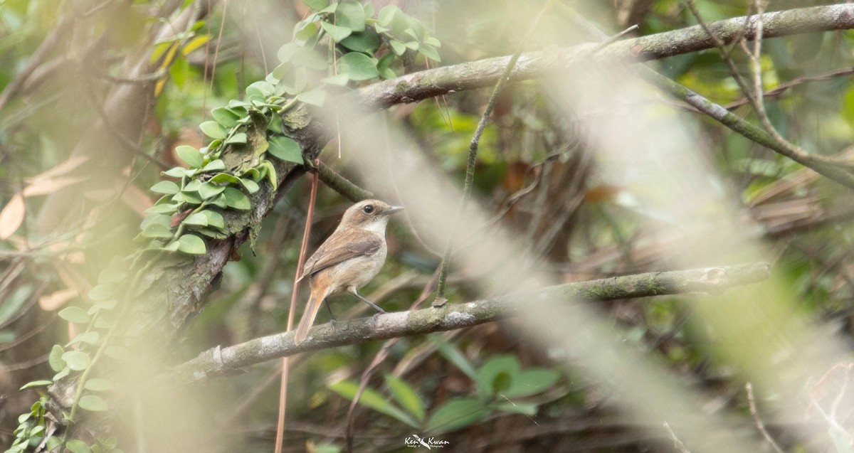 Gray Bushchat - ML622611716