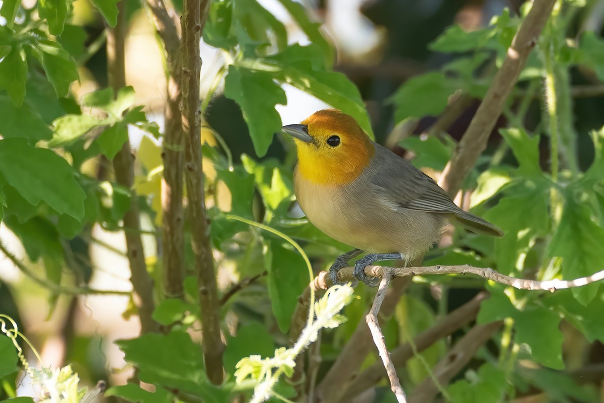 Orange-headed Tanager - ML622611736