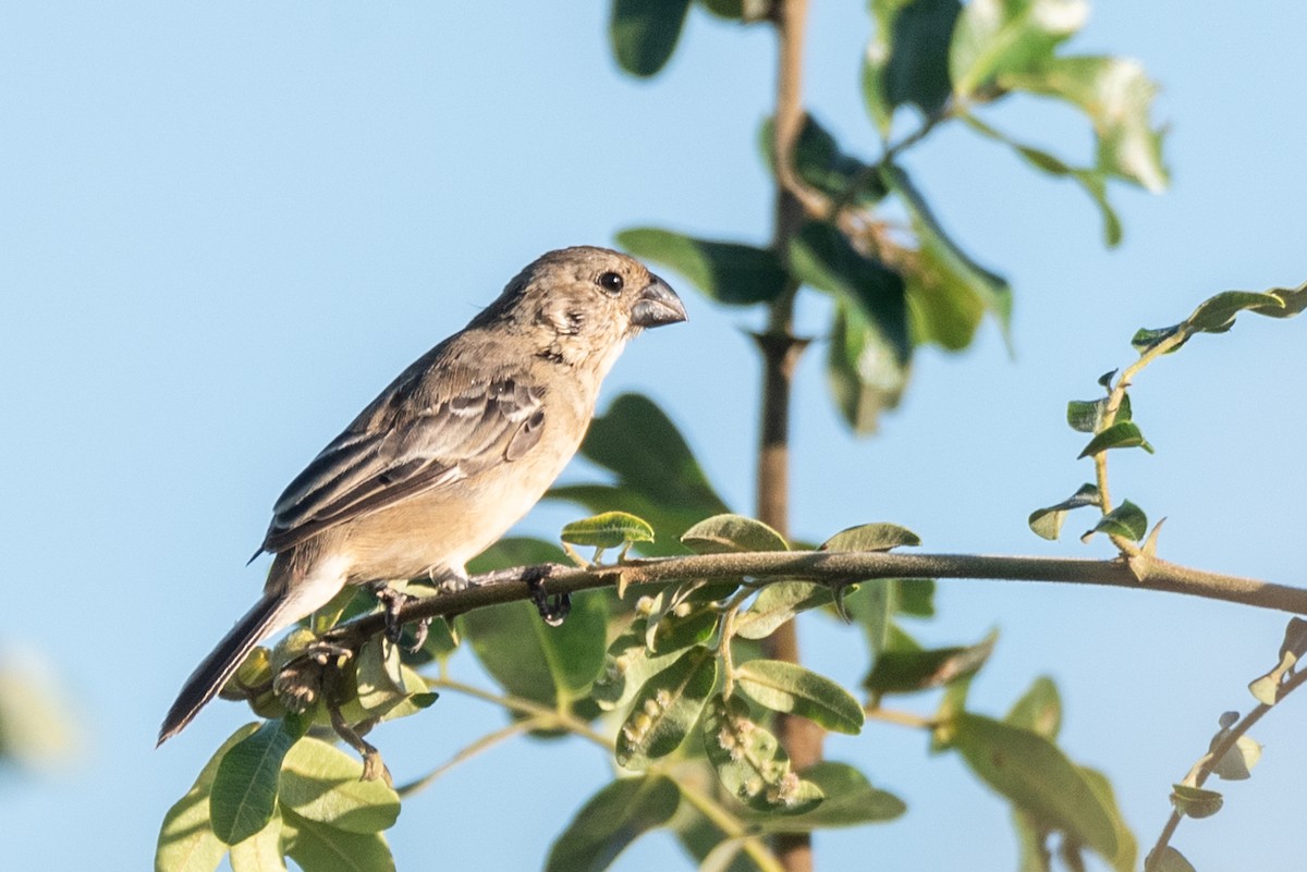 Rusty-collared Seedeater - ML622611746