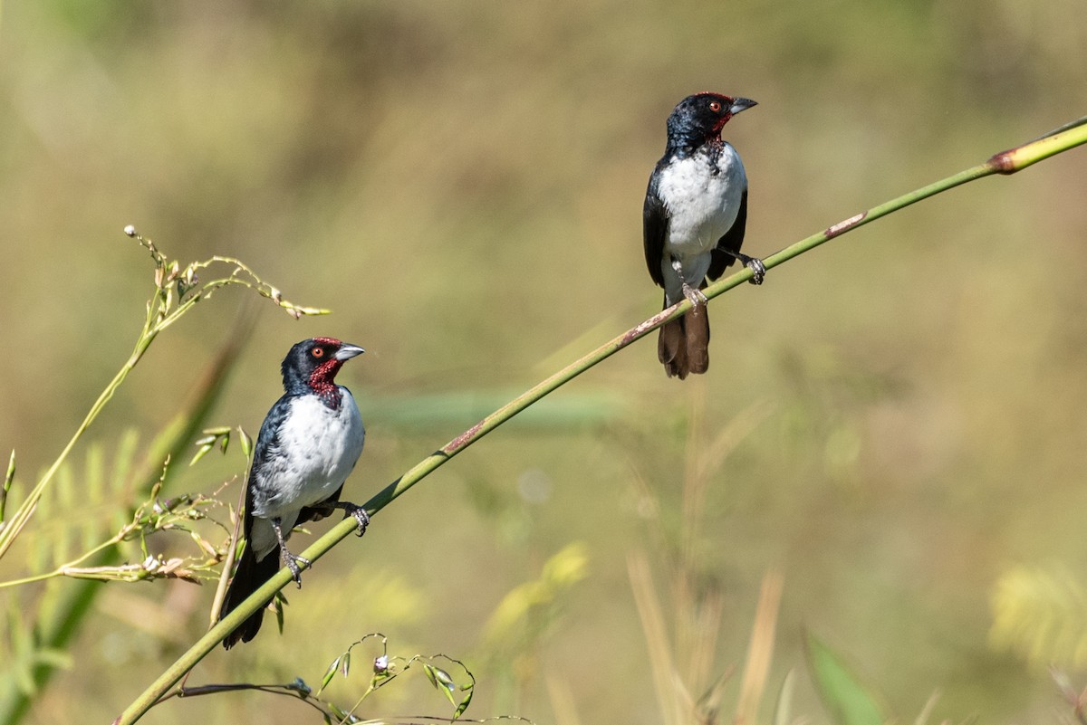 Crimson-fronted Cardinal - ML622611755