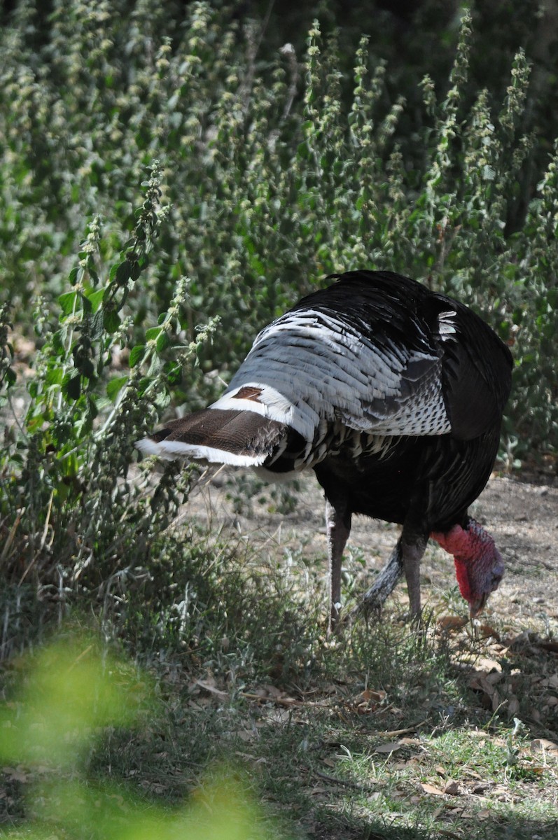 Wild Turkey - ML622611798