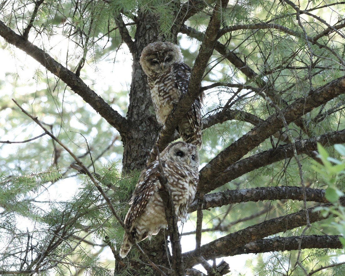 Spotted Owl (Mexican) - ML622611814