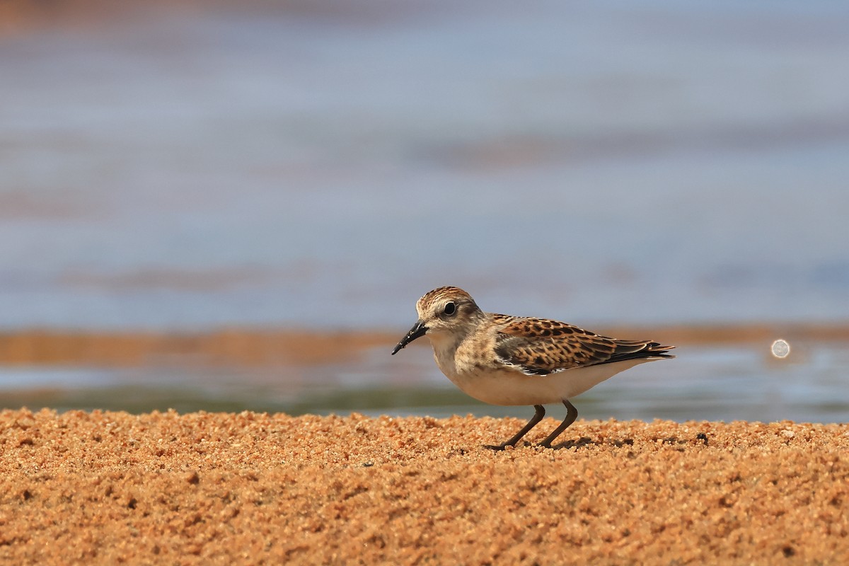 Semipalmated Sandpiper - ML622611833
