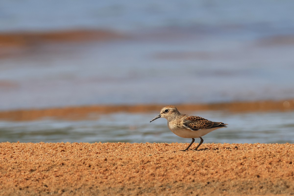 Semipalmated Sandpiper - ML622611834