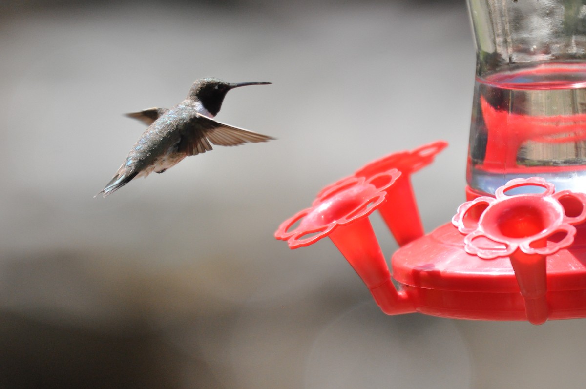 Black-chinned Hummingbird - ML622611839