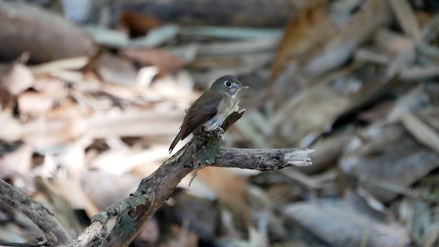 Brown-breasted Flycatcher - ML622611852