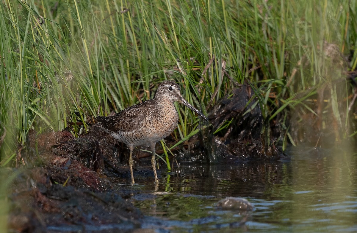 Short-billed Dowitcher - Sandy Podulka