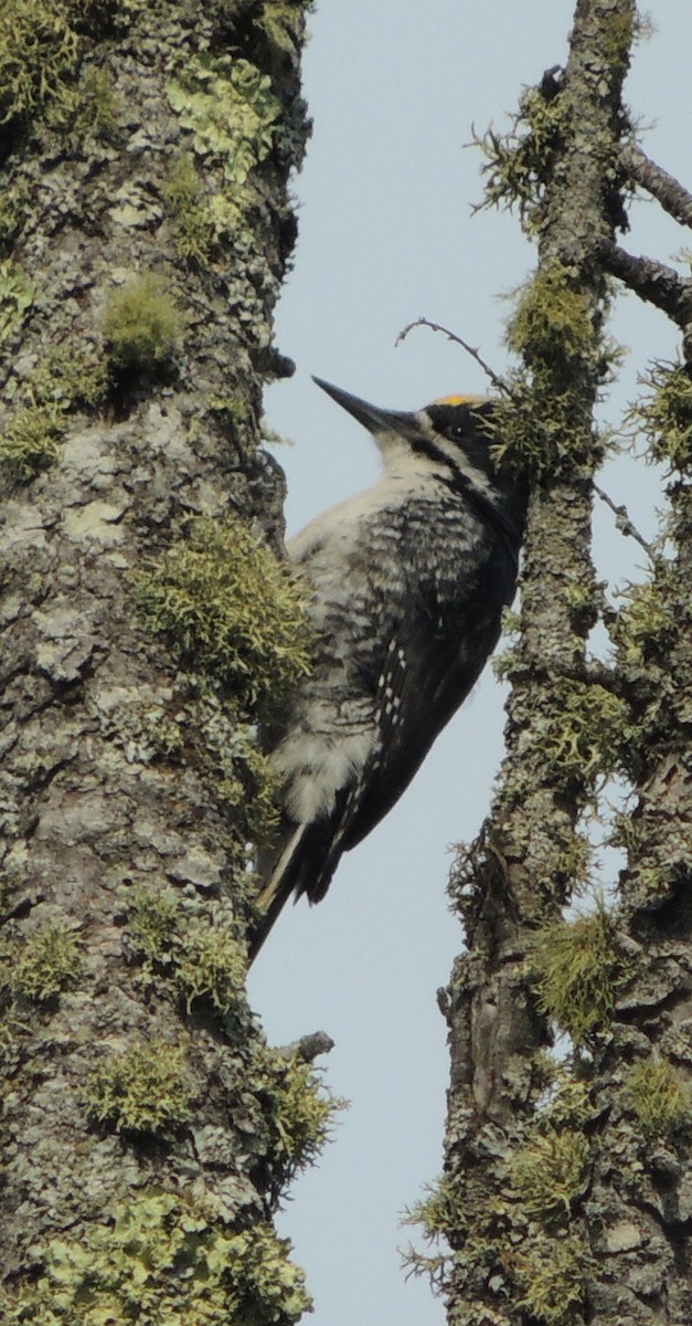 Black-backed Woodpecker - ML622611900