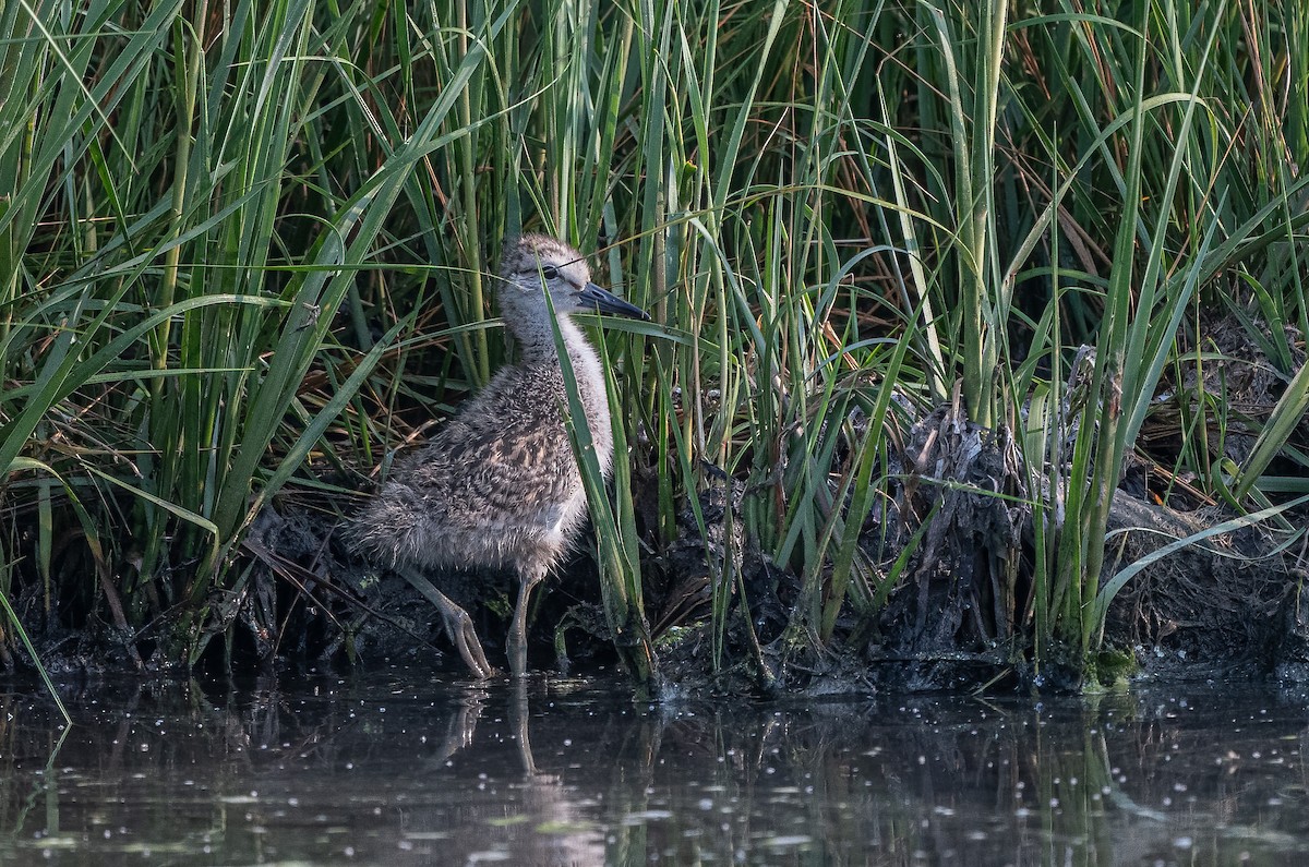 Willet - Sandy Podulka