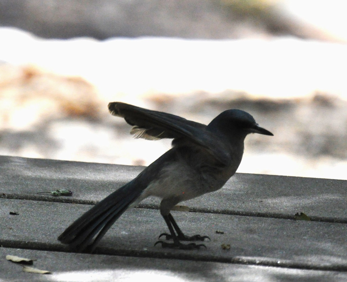 Mexican Jay - ML622611908