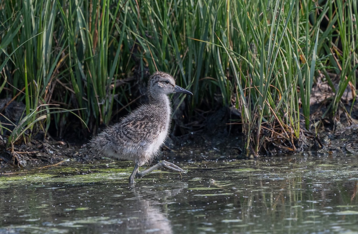 Willet - Sandy Podulka