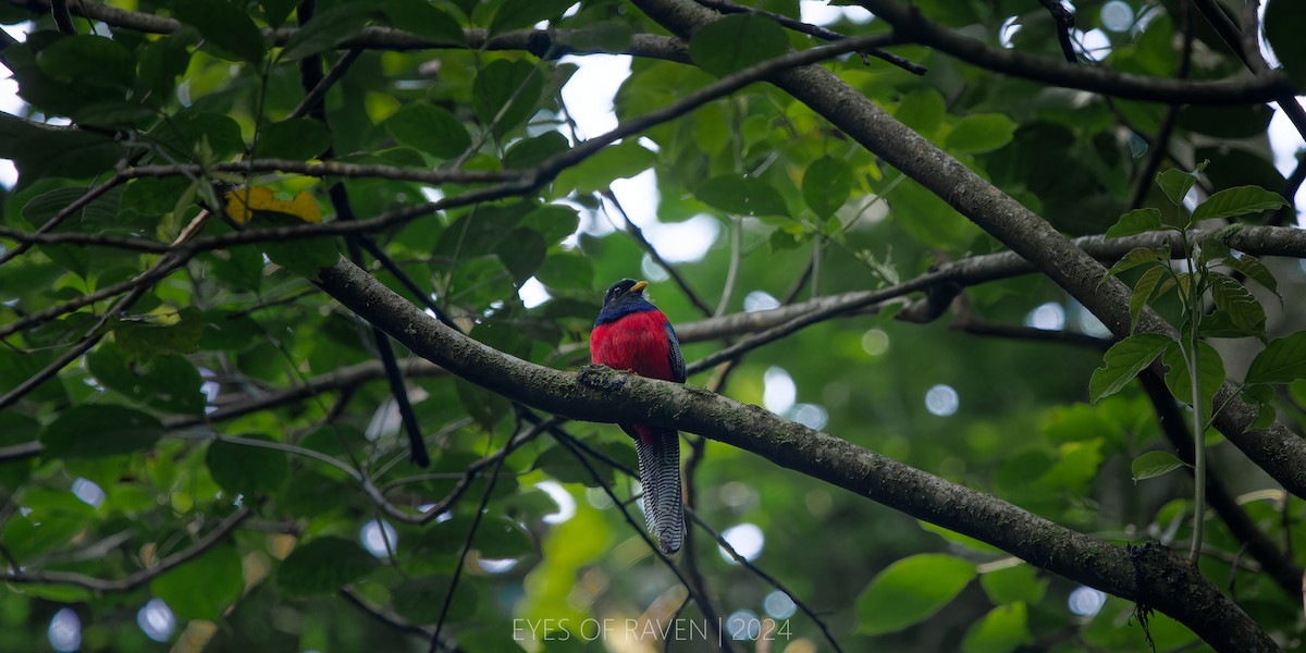 Bar-tailed Trogon - ML622611938