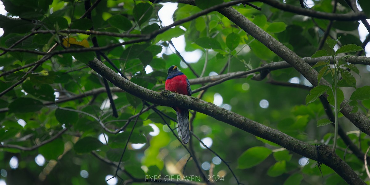 Bar-tailed Trogon - ML622611939