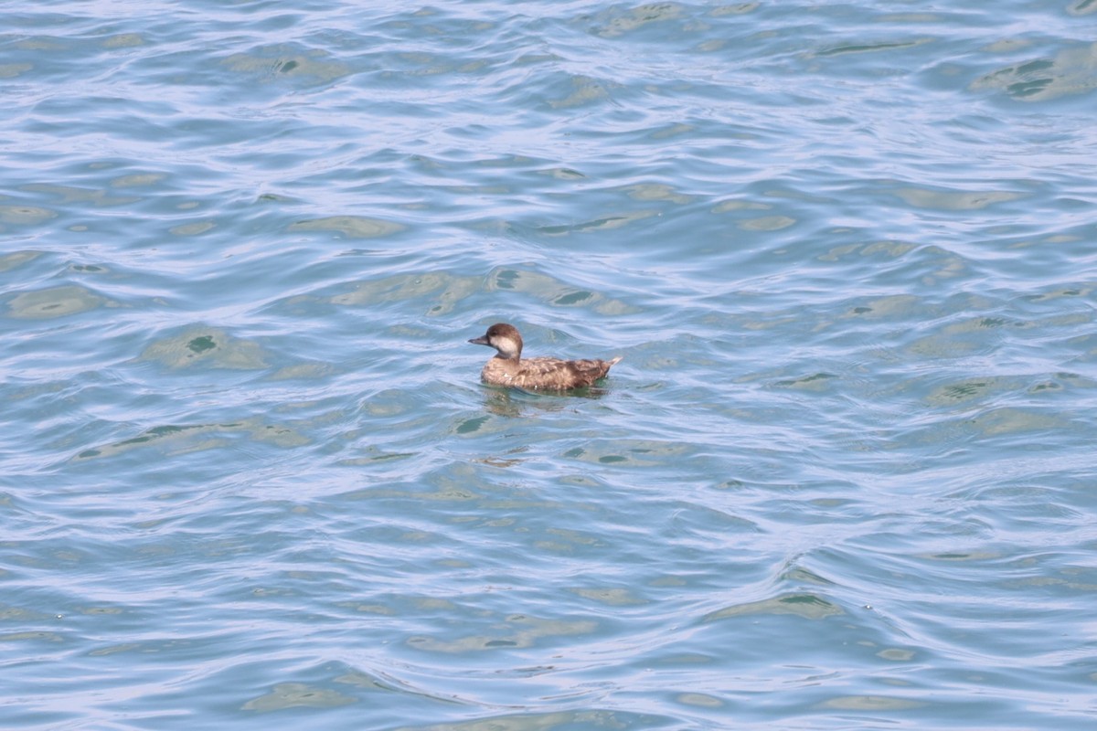 Black Scoter - Coen Kliewer