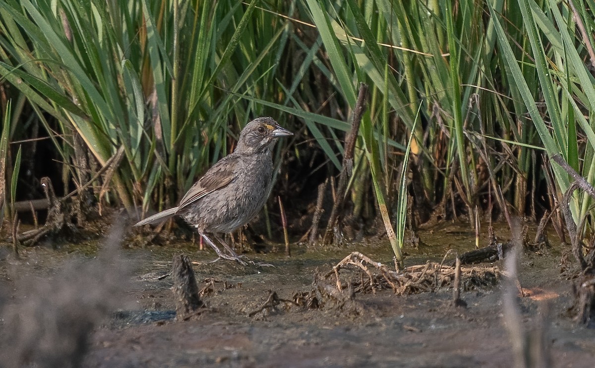 Chingolo Costero - ML622611949