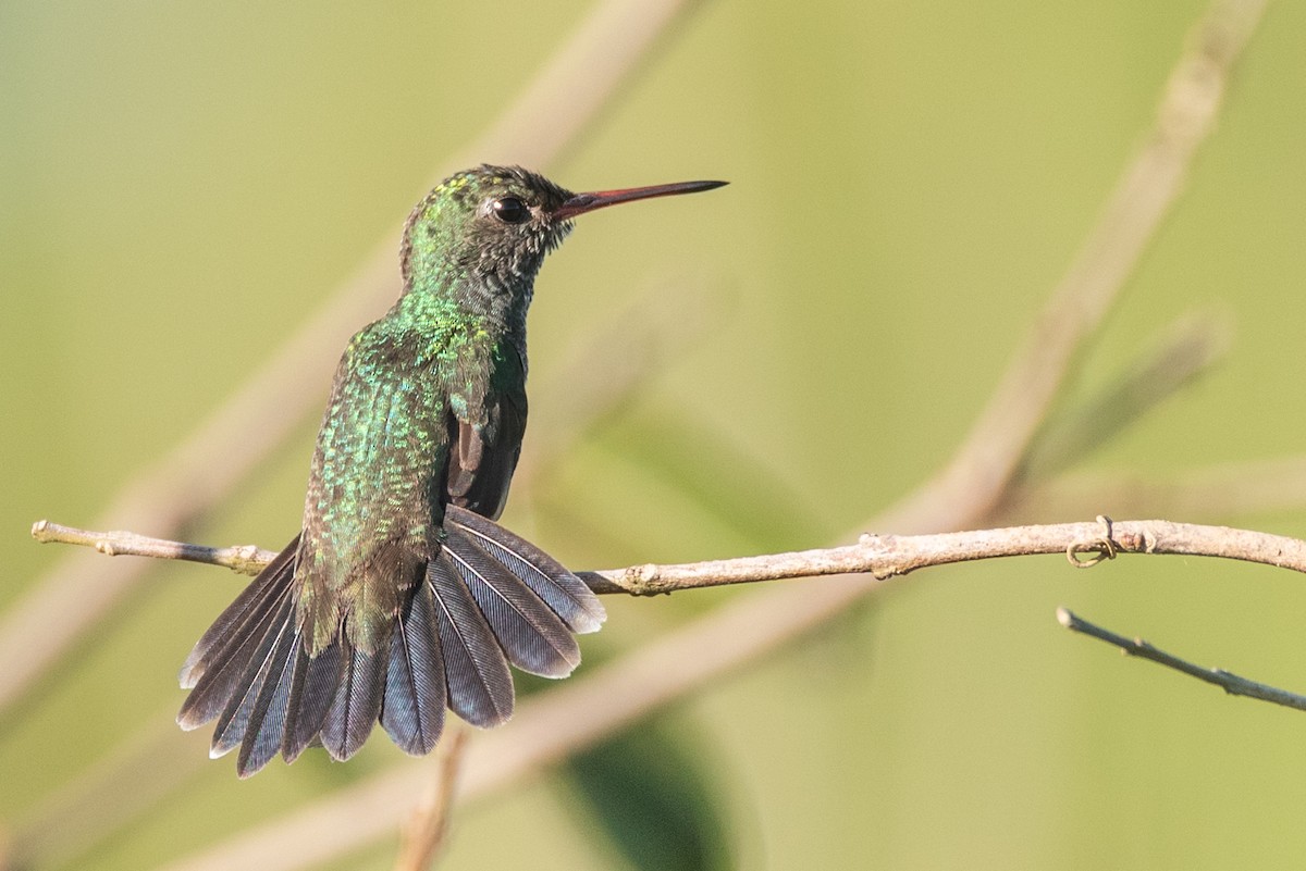 Glittering-throated Emerald - ML622611961