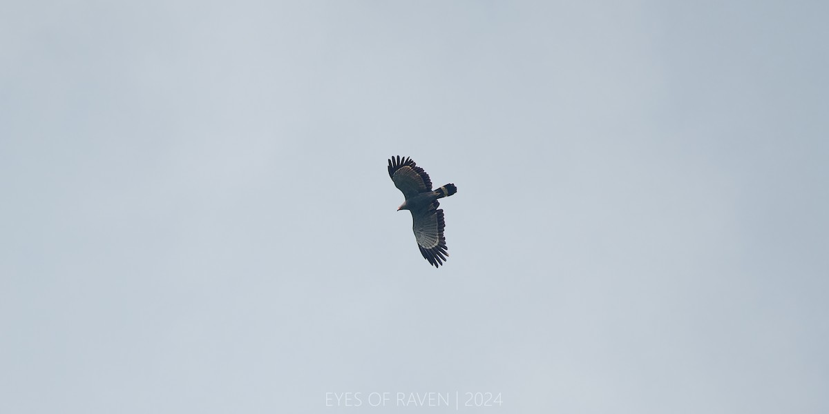 African Harrier-Hawk - ML622611965