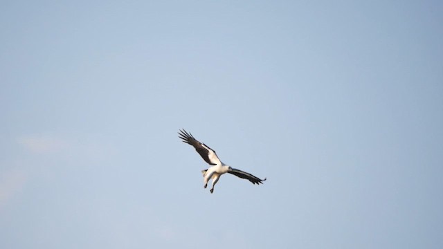 White-bellied Sea-Eagle - ML622611969