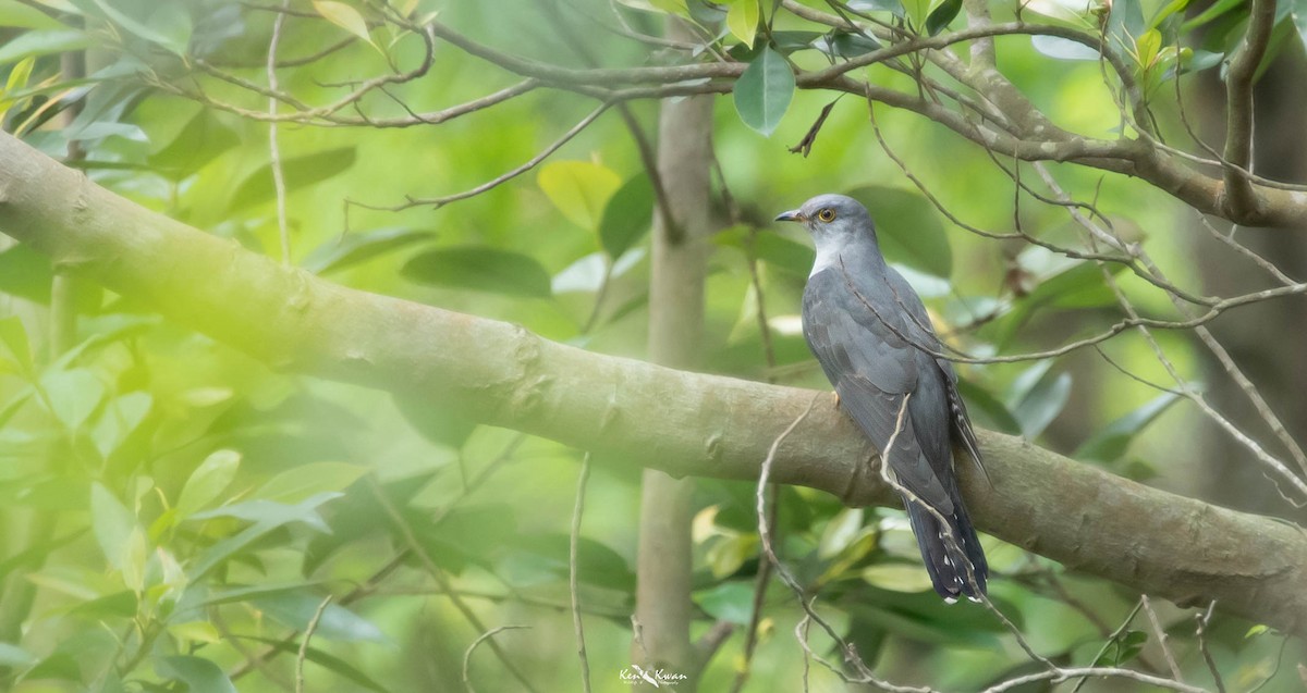 Oriental Cuckoo - ML622611972