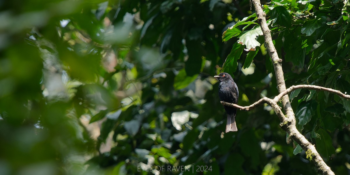 Drongo de Sharpe - ML622611992