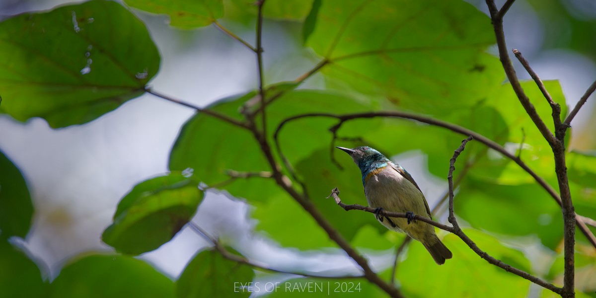 Green Sunbird (Gray-throated) - ML622612002