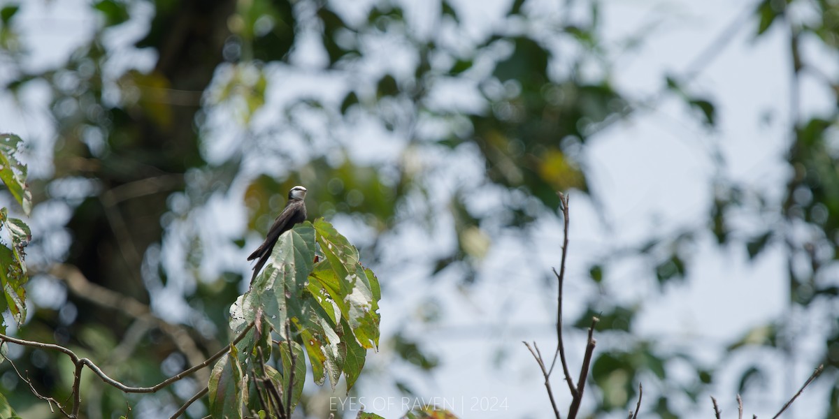 White-headed Sawwing - ML622612009