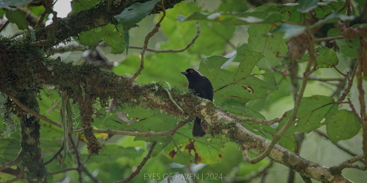 Gray-headed Nigrita - ML622612015