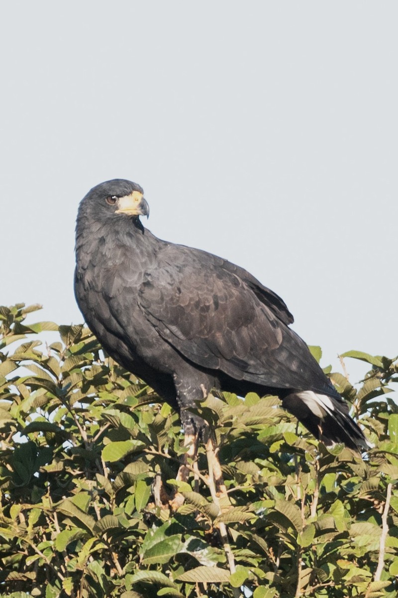 Great Black Hawk - ML622612034