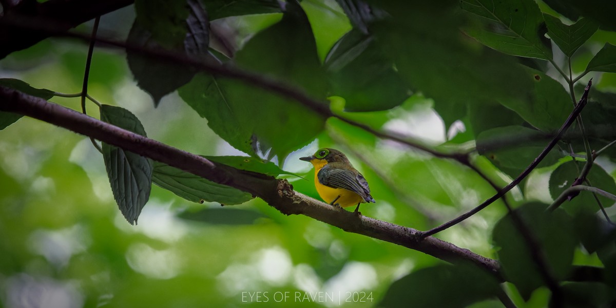 Yellow-bellied Wattle-eye - ML622612040