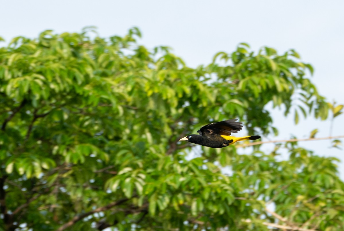 Yellow-rumped Cacique (Amazonian) - ML622612049