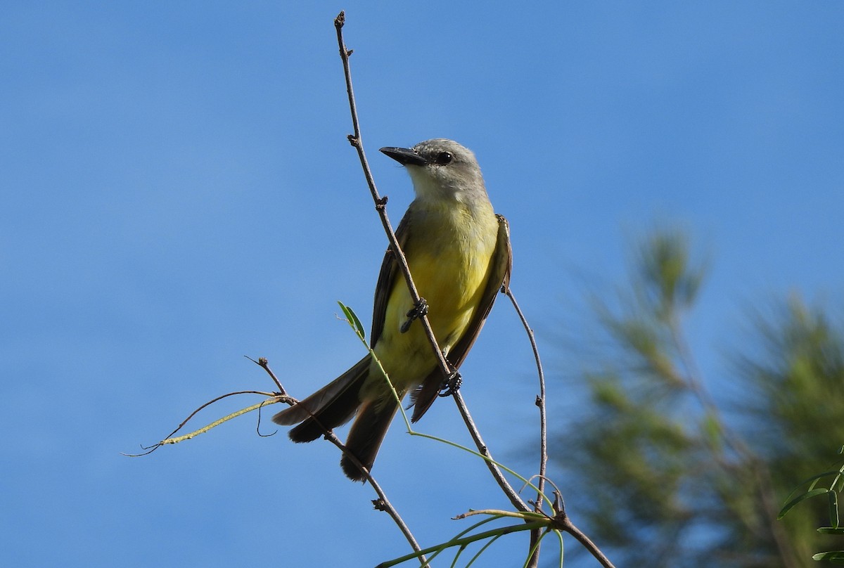 Tropical Kingbird - ML622612058